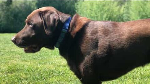 Après un an de séparation, ce chien retrouve son maître