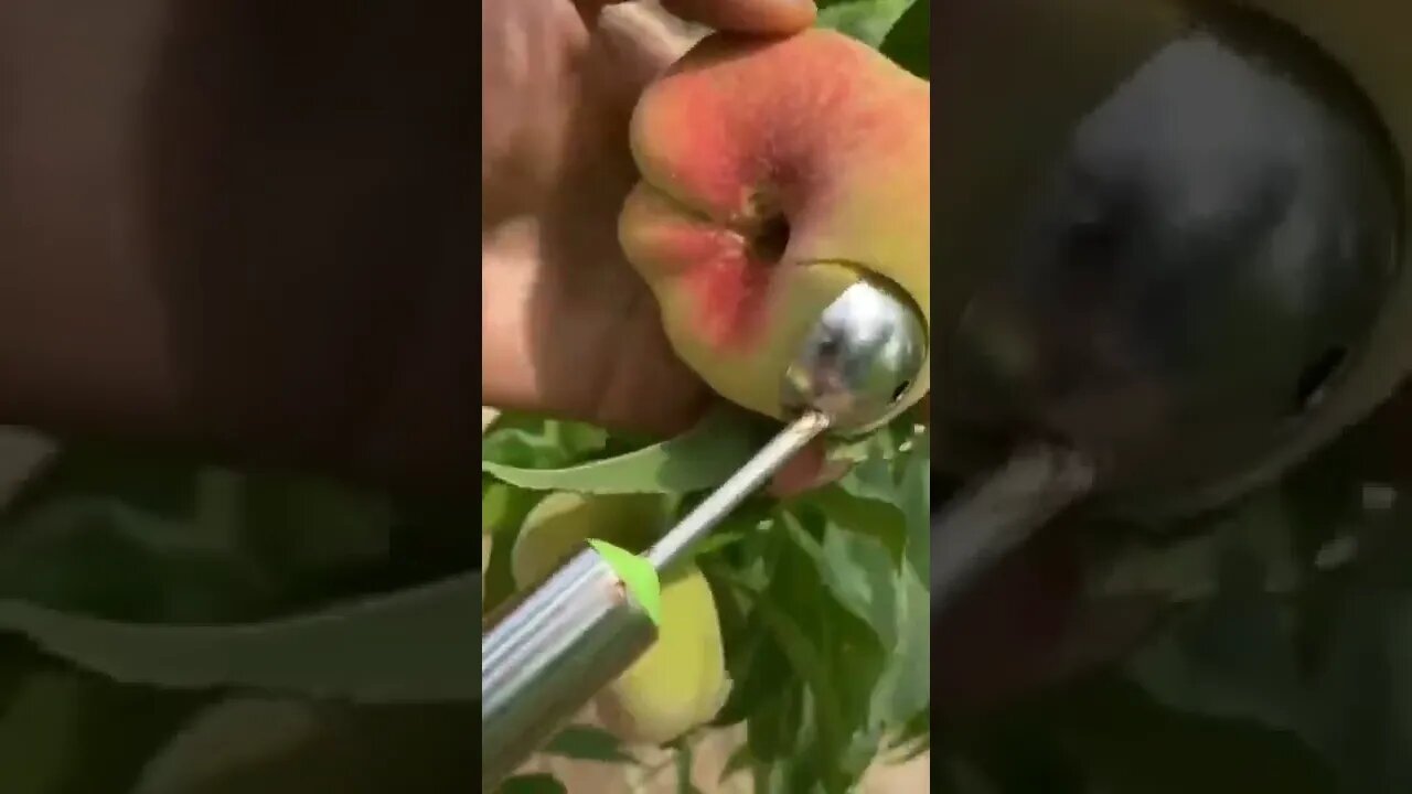 ASMR scooping peach / satisfying