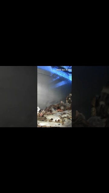 Guinea fowl keet hatchlings fast asleep