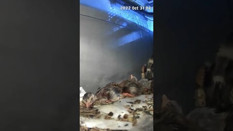 Guinea fowl keet hatchlings fast asleep