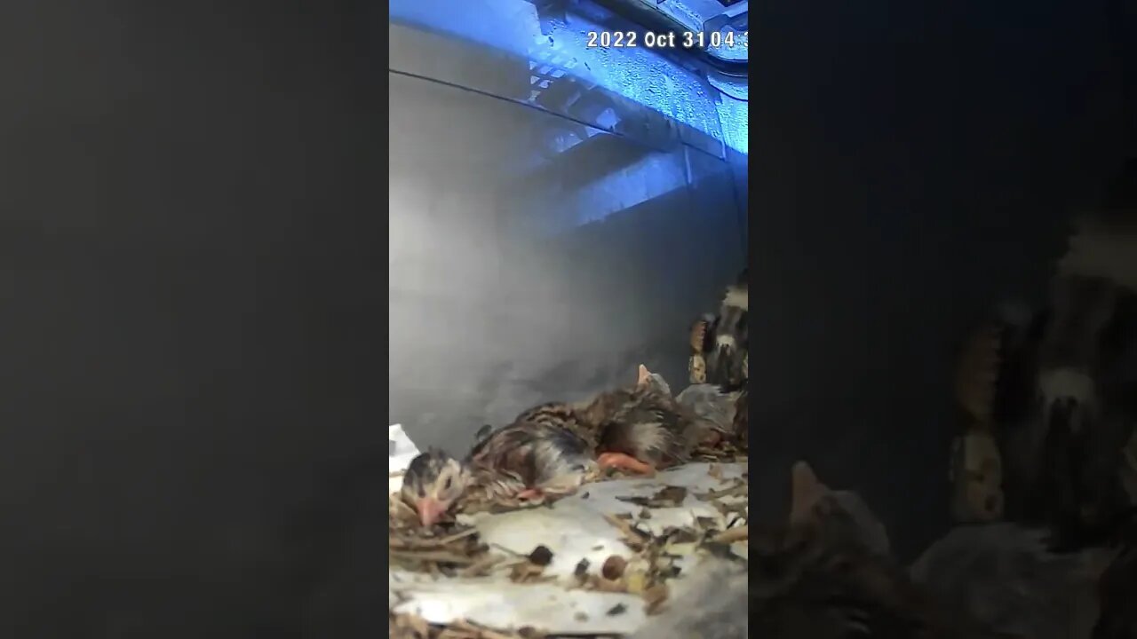 Guinea fowl keet hatchlings fast asleep