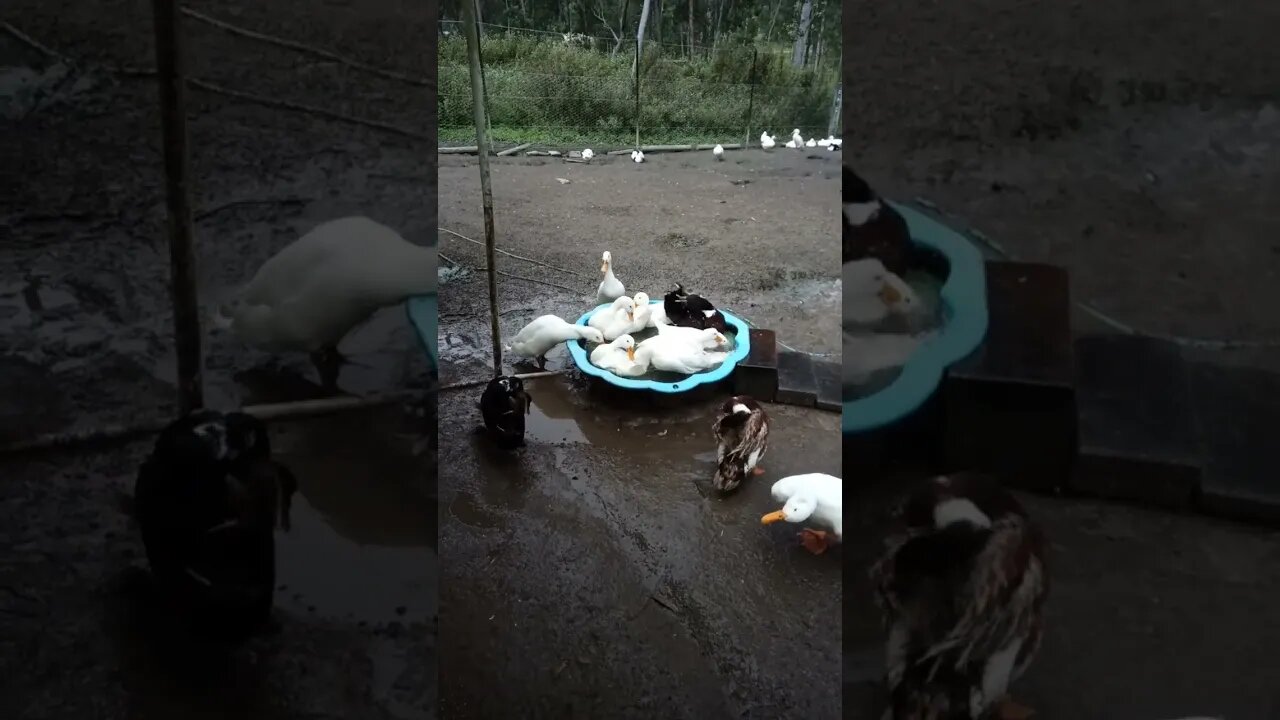 How many Ducks can fit into a little pond