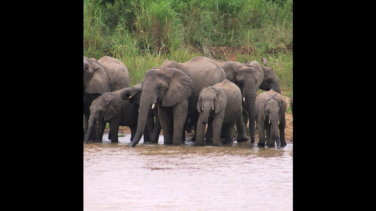 Amazing Elephant Save Baby From Crocodile | Animals Hunting Fail