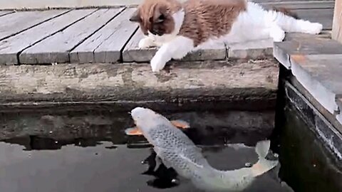 This cat loves to watch these big fish while they swim