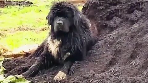 Newfoundland revolves around a pile of compost