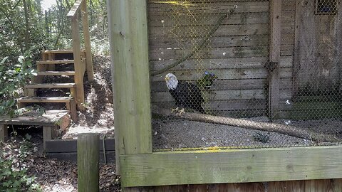 Bald Eagle