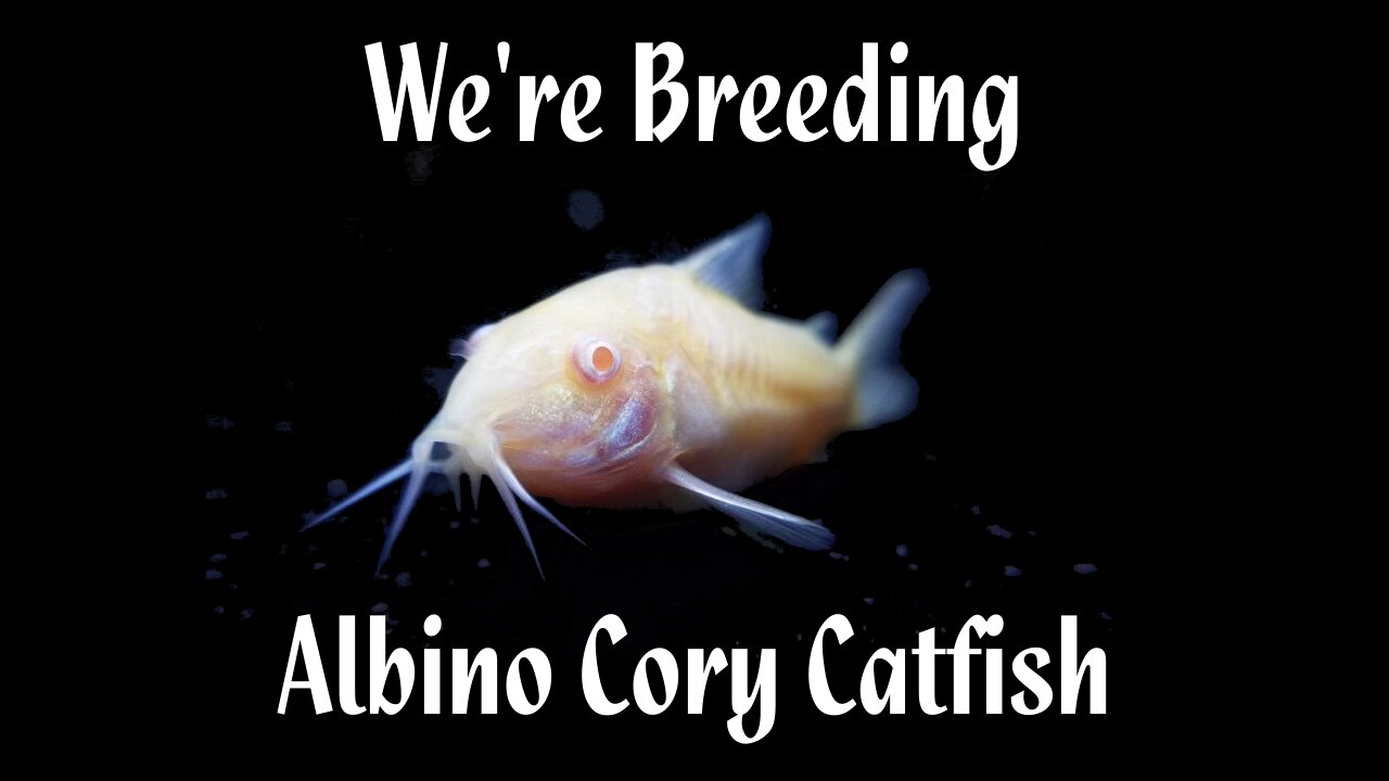 Pondscape - 2021 - We're Breeding Albino Cory Catfish [hd 720p]