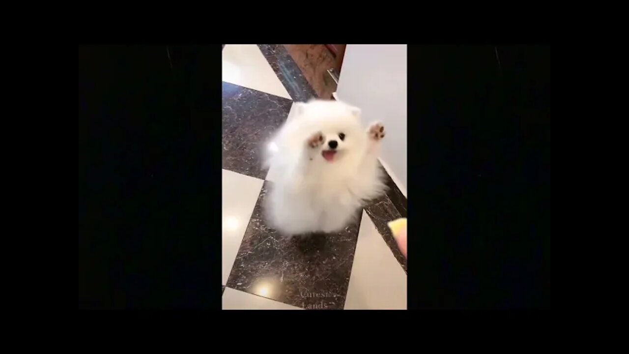 The Cutest pets in the world - Try not to Laugh 😂😂😂 funny videos