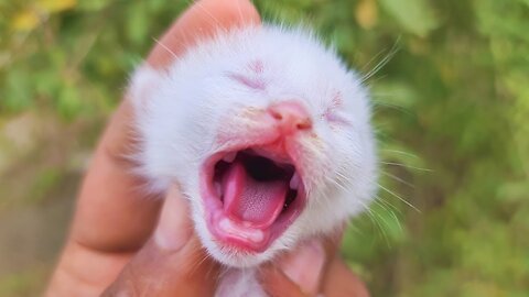 OMG So Cute Cats ♥ Best Funny Cat Videos 2021!!! SOOO Cute