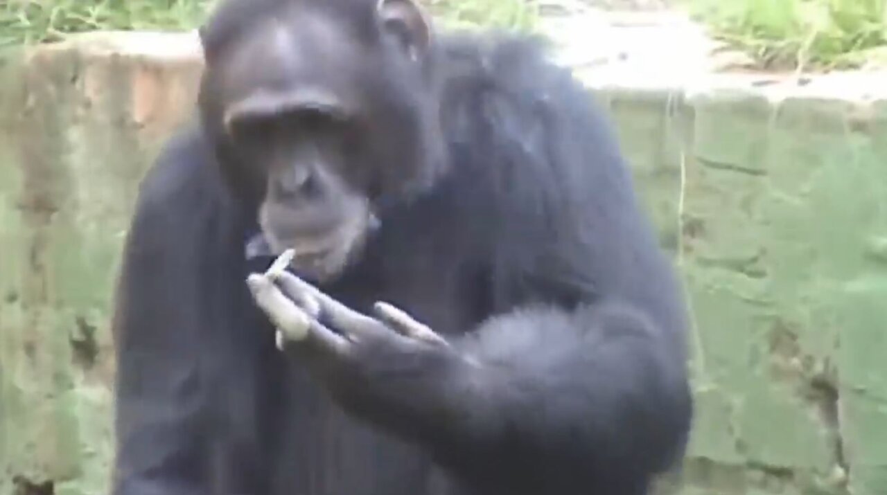 funny ape-top 10 funny monkeys