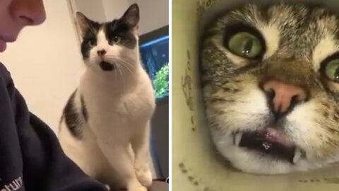 Funniest Cats Ever 😂 Don't Mess With Kittens