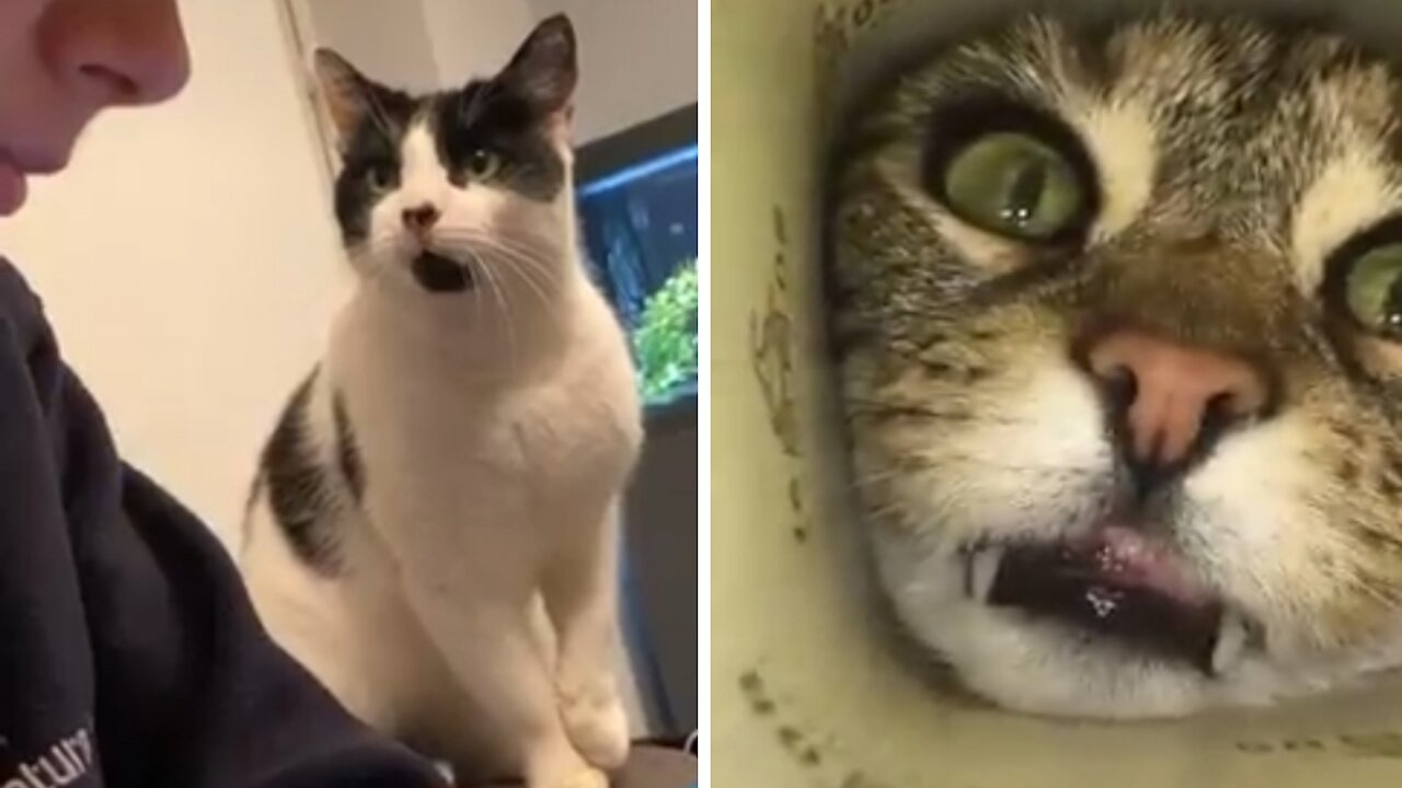 Funniest Cats Ever 😂 Don't Mess With Kittens