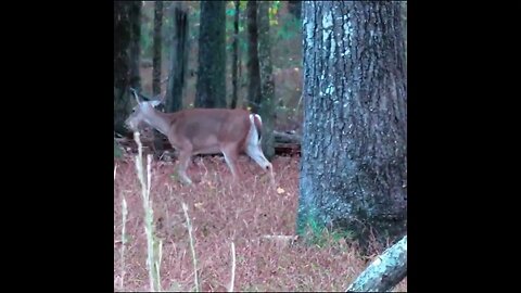 deer