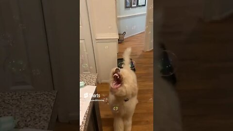 Dog See's Bubbles For The First Time