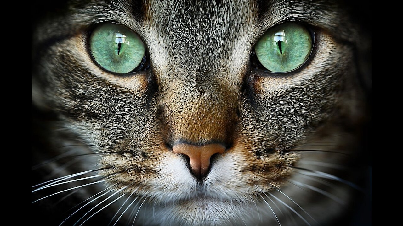 Beautiful and cute gray cat