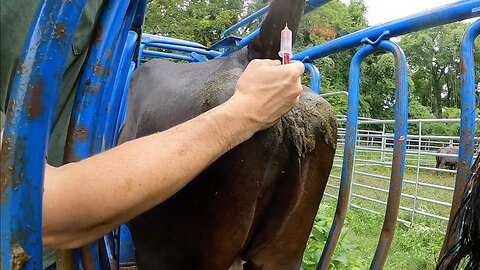 Pregnancy testing the cows