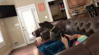 This dog hates watching 'Stranger Things'