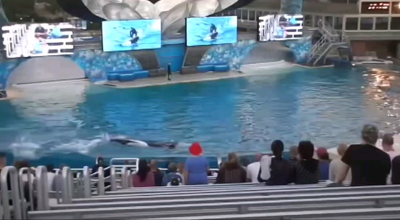 Killer Whale Shamu Versus Trainer in San Diego 2006