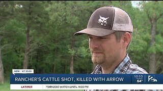 Rancher's Cattle Shot, Killed With Arrow