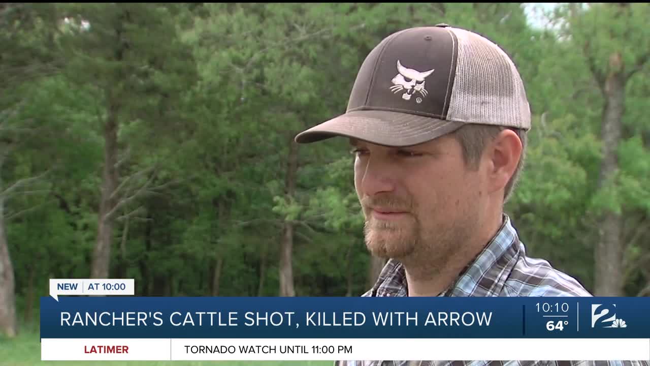Rancher's Cattle Shot, Killed With Arrow