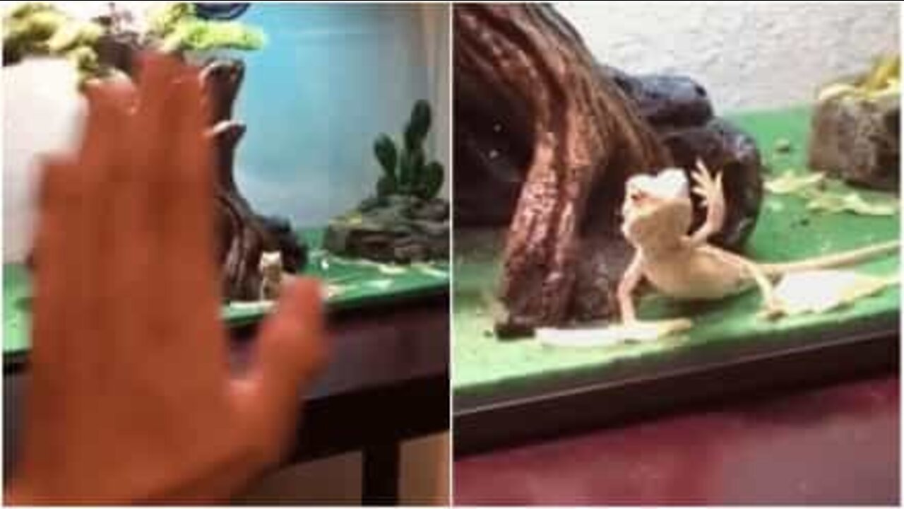 This lizard waves back to his human