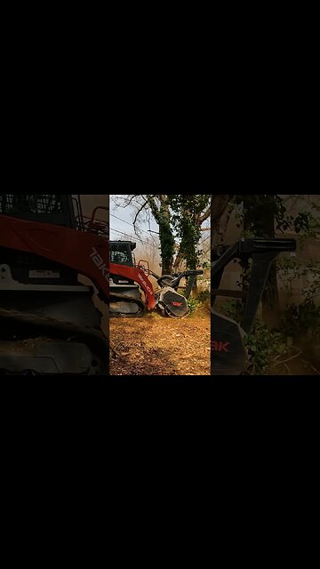 Making a Dead Tree into Dirt