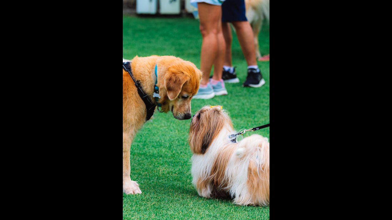 Train your dogs to become a champion in DOG SHOWS