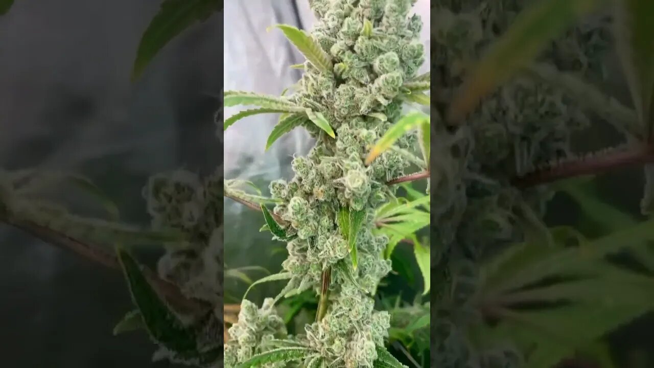 Frozen Bag Pheno #1 Robinhood Seeds Day 65