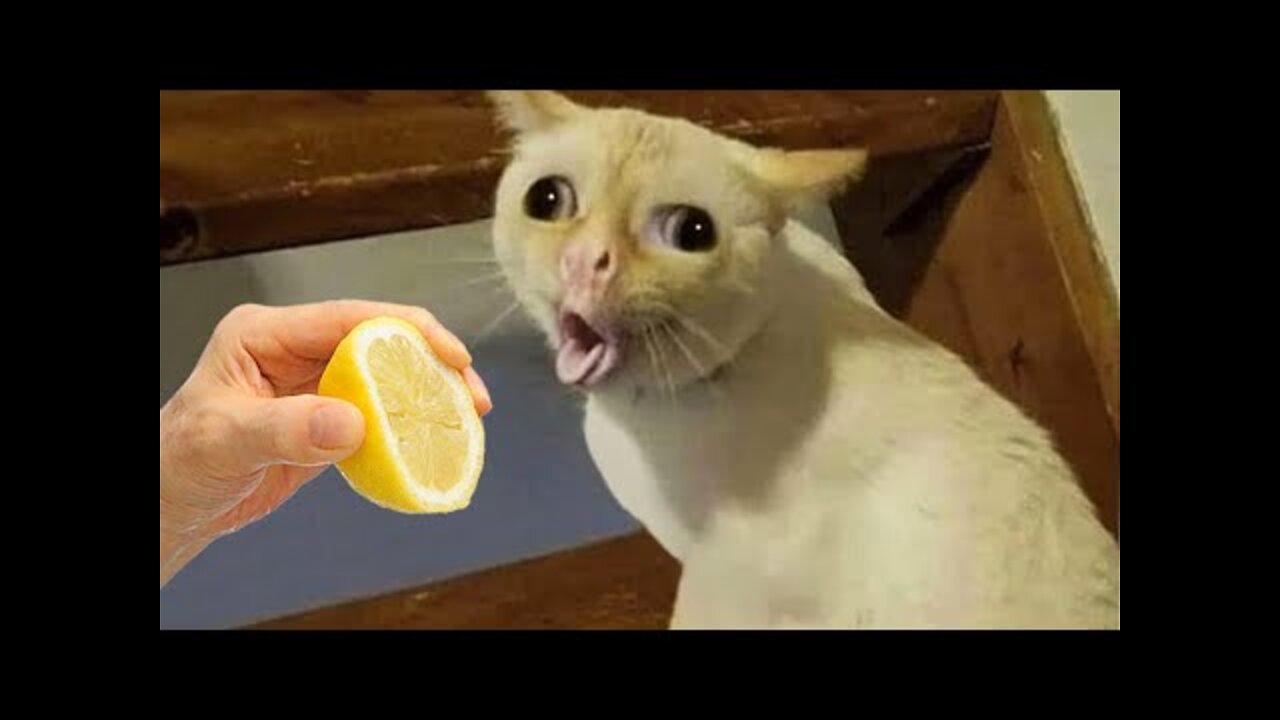 Funniest cats and dogs 🐶🐱 part 10