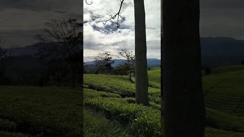 Gunung Dempo Pagaralam