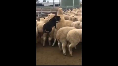 Dog Running over Sheep's and Dog Running on water- Watch this video to Believe