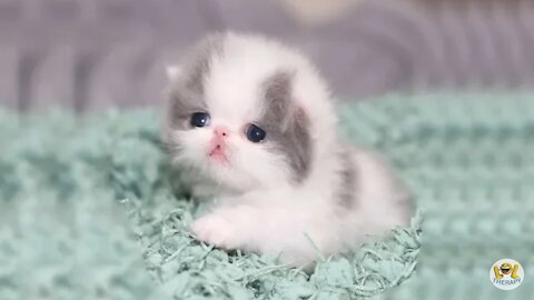 Cute kittens meowing compilation 01