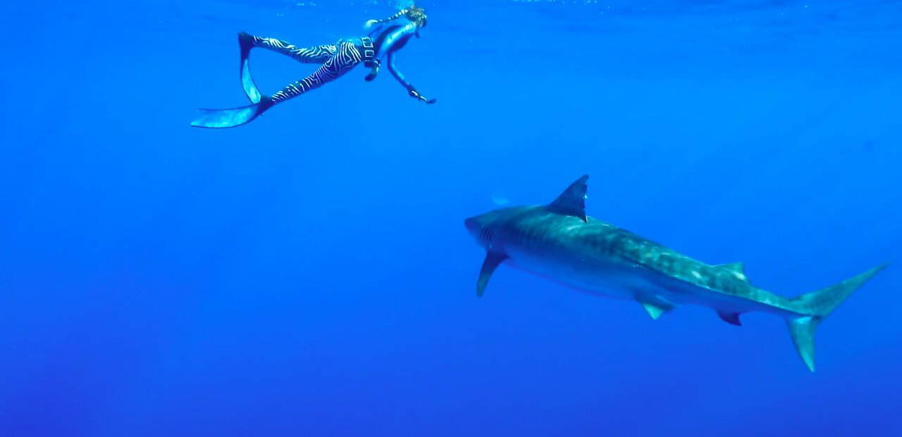 Swimming with a giant Hammerhead Shark