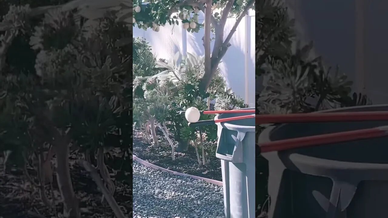 Lemon king 👑 playing with his machete again!
