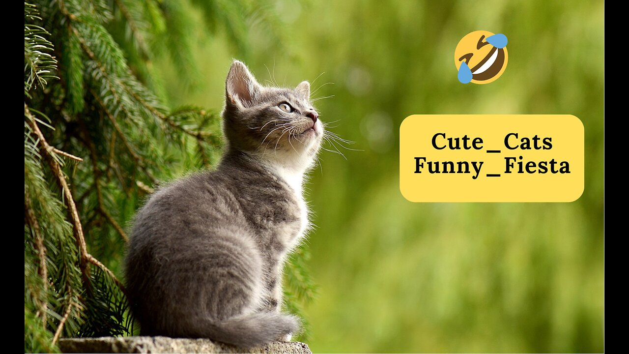 "Pawsitively Hilarious 2 : Cute Cats Unleash the Laughter!"