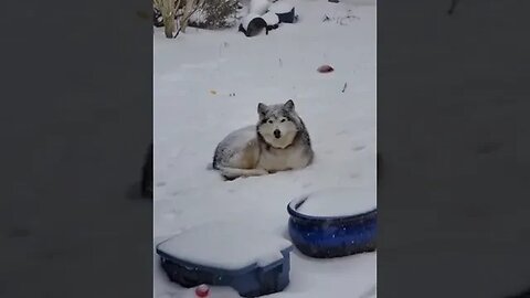 Dog Life Tiktok schmiesus