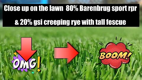 #barenbrug #sport #rpr & #gsi #creeping rye & tall #fescue #lawncare #barenbrug #rpr #lawnuk