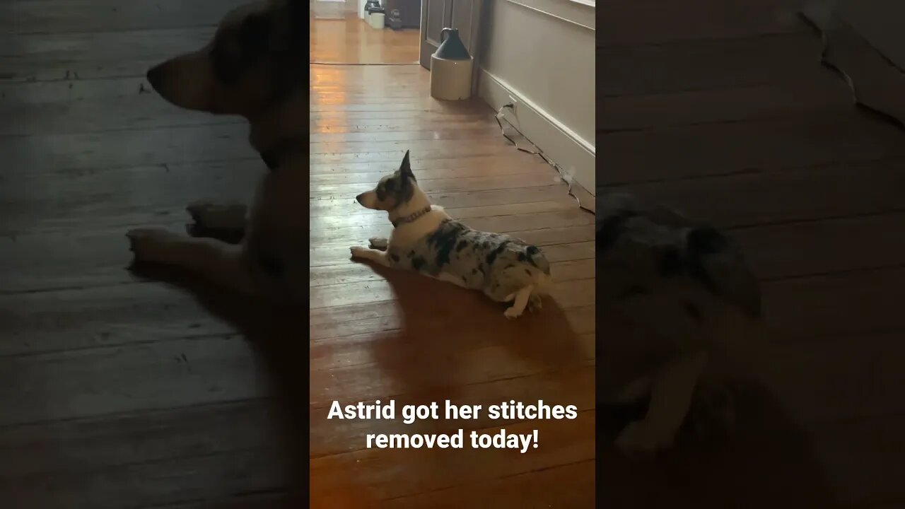 🐶🩹🥰American #corgi Astrid is all healed up!!! #puppy #dog #farmlife