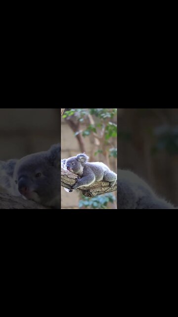 Koala is such a cute baby 🐨 😍💕