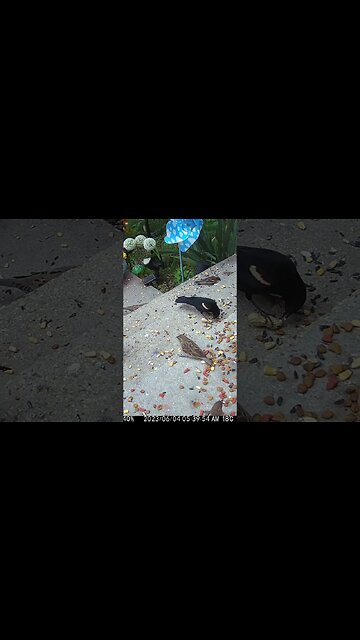 The Bird Cracks The Peanut! 🥜