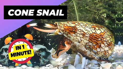 Cone Snail - In 1 Minute! 🐡 One Of The Most Dangerous Ocean Creatures In The World