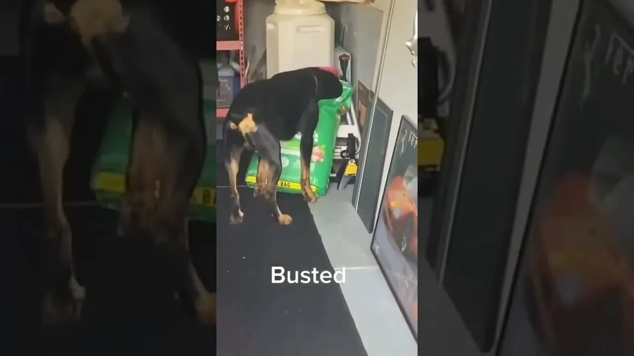 The way he throws the food 😂😂💯👌 #shorts #shortsvideo #dog #busted