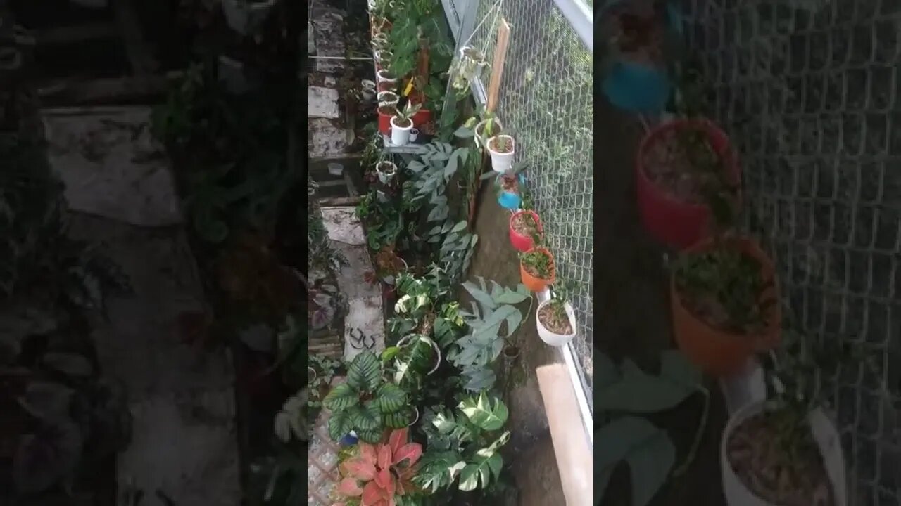 suasana pagi|| beres di siram-siram tanaman nya..
