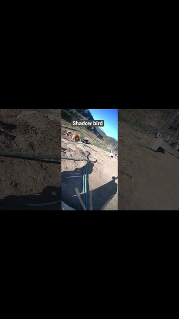 Shadow bird drinking