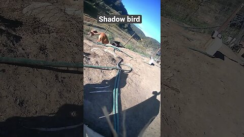Shadow bird drinking