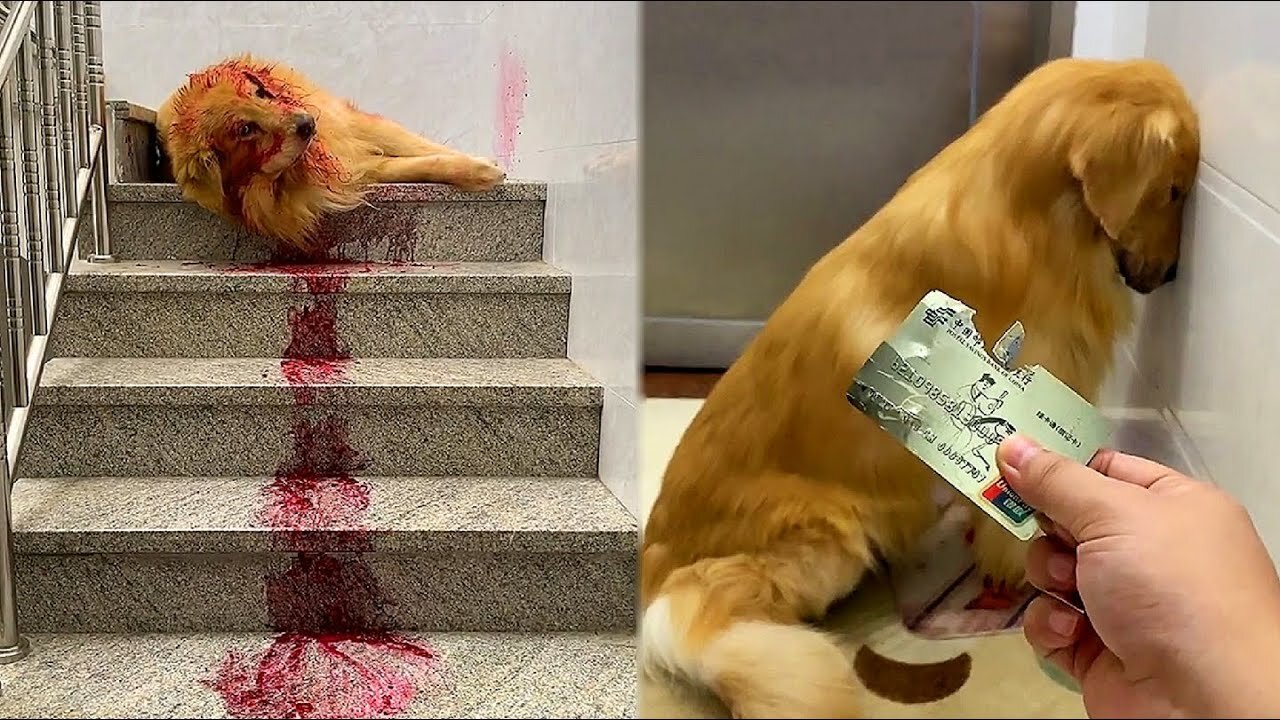 Golden Retriever bites the bank card of the owner😛 and pretends to die🤤 Funny dog