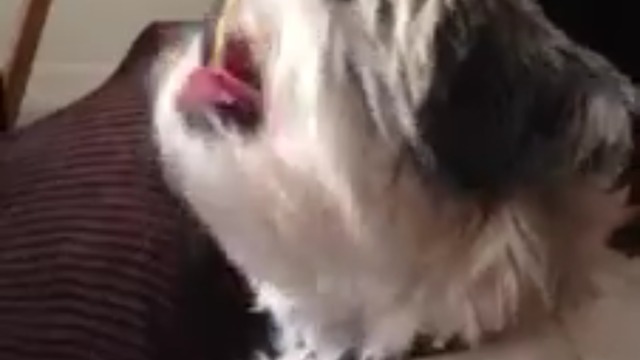 Cute shih tzu loves spaghetti