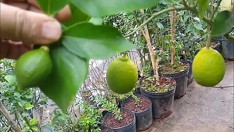 frutíferas produzindo em vaso a venda em Niterói RJ estamos enviando para todo o Brasil 🇧🇷