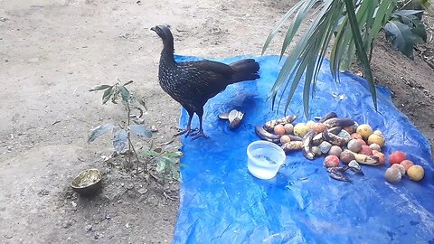 Jacu: Alimentação Natural com Frutas - O que Eles Preferem?