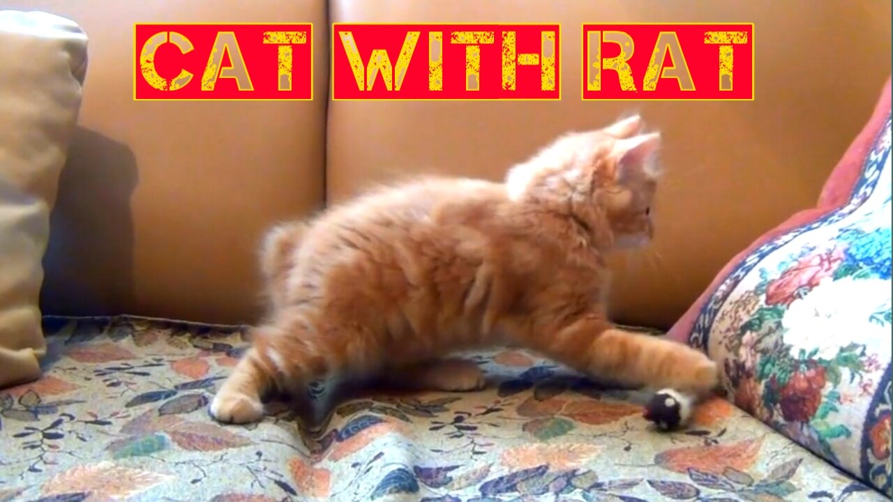 Cat Playing With Rat \ Cat Cutest Funny Video \ Cuties Cat